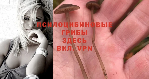индика Баксан